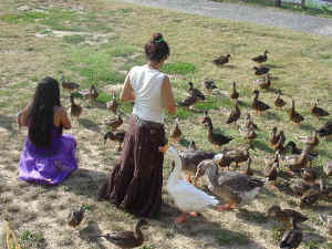 Veronica & Nikki play with the ducks before the concert at Laurel Lakes. Click for enlarged view.
