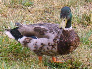 The ducks didn't seem to mind the rain a bit, & kept staring at us wondering what the fuss was all about!