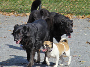 Bandit, Vivian, & Snickers